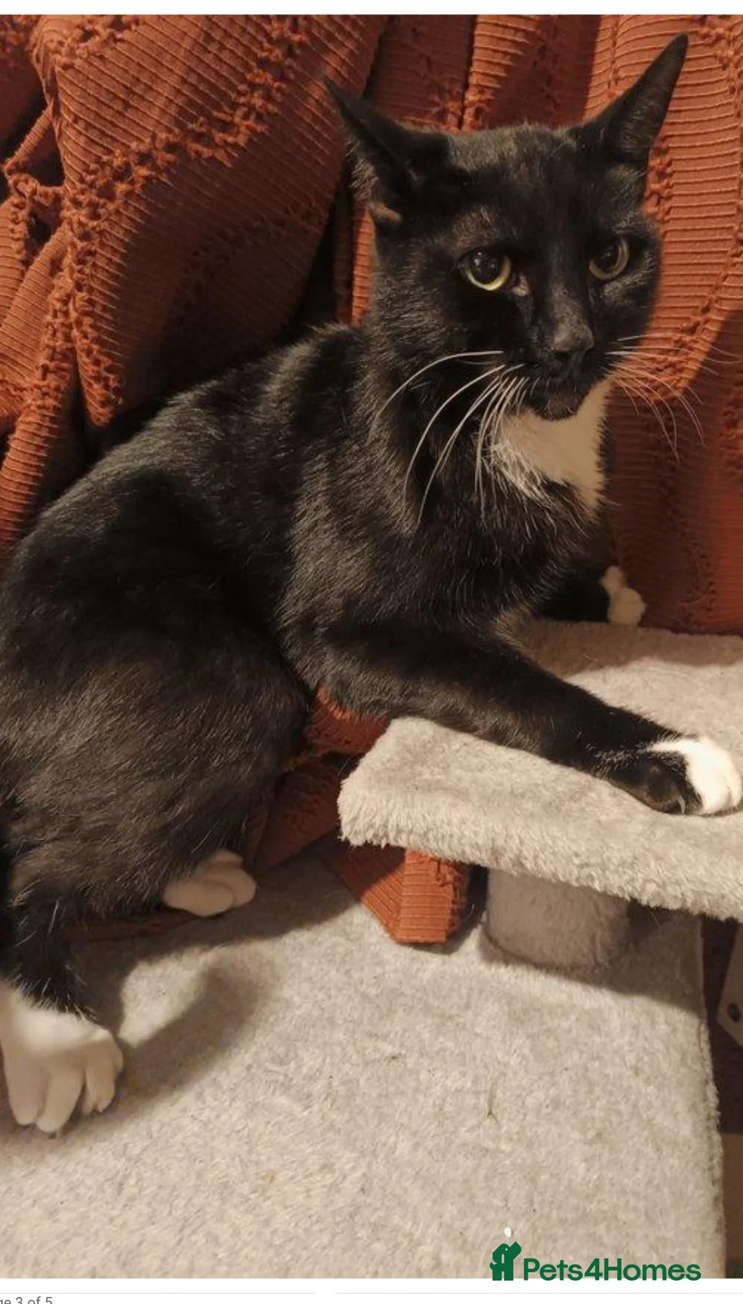 Mixed Breed cats for sale: 🐱 Lovely Female Cat Looking for a New Home in Borehamwood - Advert 2