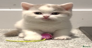 British Shorthair cats Stunning  BSH babies available  - Advert 7