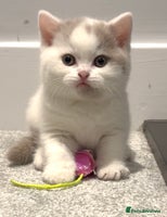 British Shorthair cats Stunning BSH babies available - Advert 7