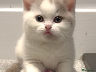 British Shorthair cats Stunning GCCF Registered BSH babies available - Advert 15