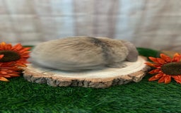 Mini Lop rabbits for sale: Gorgeous mini lops - orange litter - Image 2