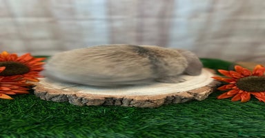 Mini Lop rabbits - Advert 14