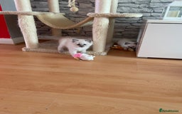 Ragdoll cats for sale: Ragdoll kittens  - Image 4