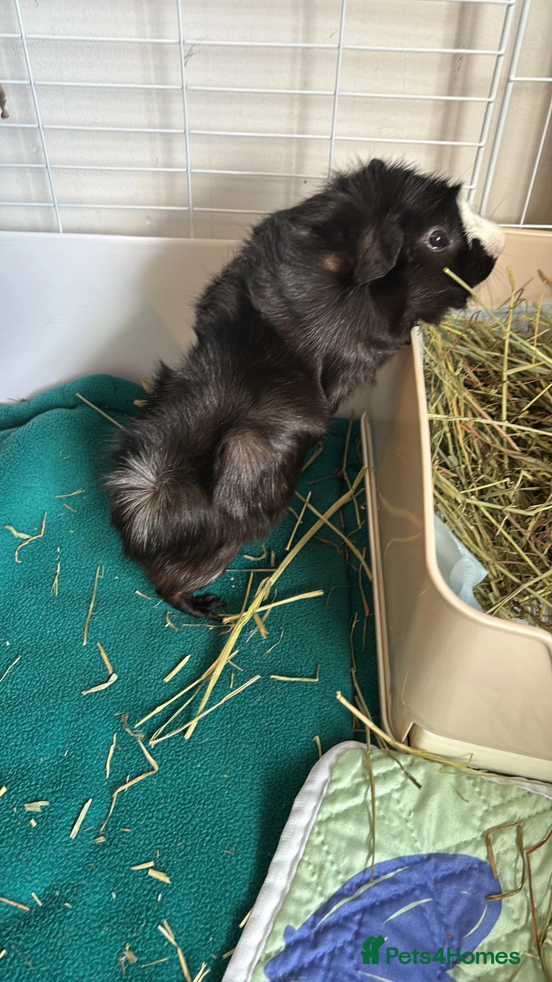 Guinea Pig rodents for sale: FREE - 2 guinea pigs (boars) with full set up  in London - Advert 2
