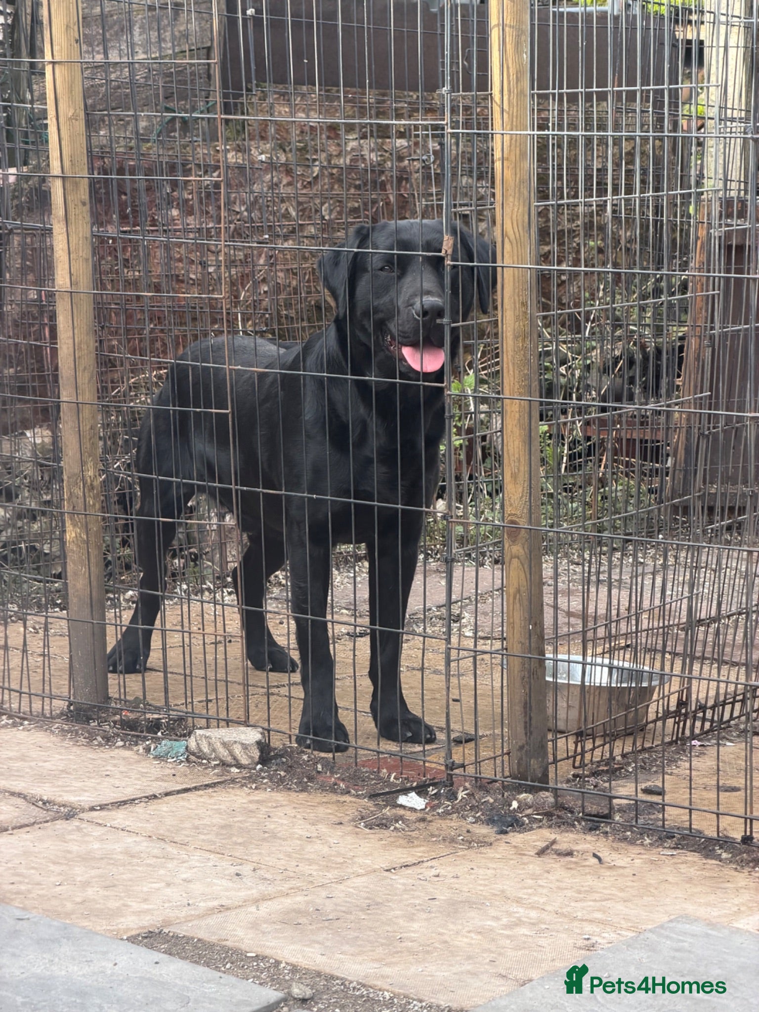 Labrador Retriever dogs Black Labrador boy proven stud  - Advert 8