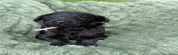 Standard Poodle dogs for sale: KC Registered Show Quality Standard Poodle Puppies - Advert 8