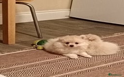 Pomeranian dogs for sale: Cream/White Pomeranian Puppy 10 Months Old  - Image 1