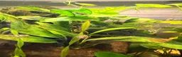 Pufferfish fish for sale: 9 x Pea Puffers and tank for Rehoming - Advert 4