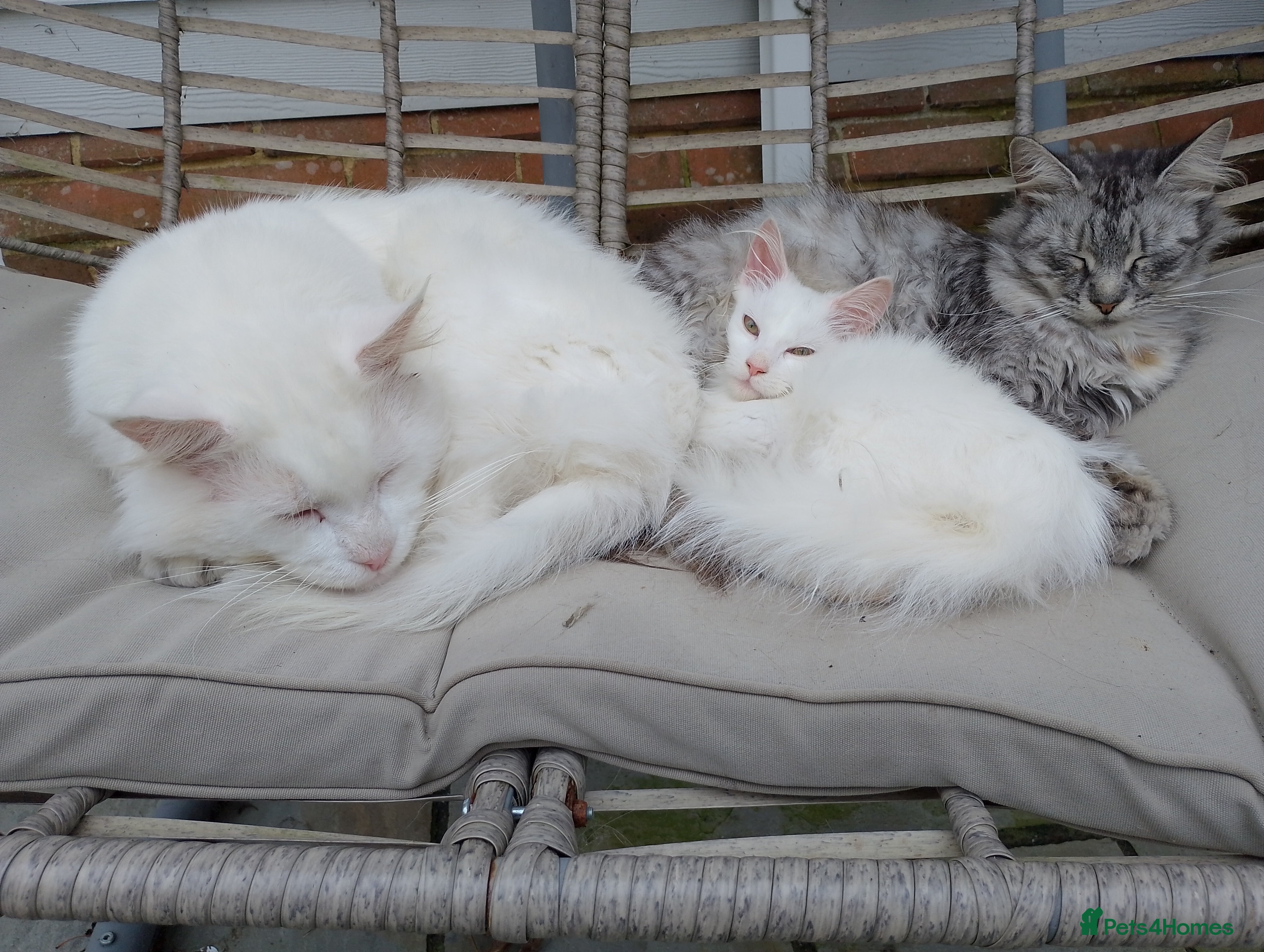 Maine Coon cats Maine Coon Pair  - Advert 2