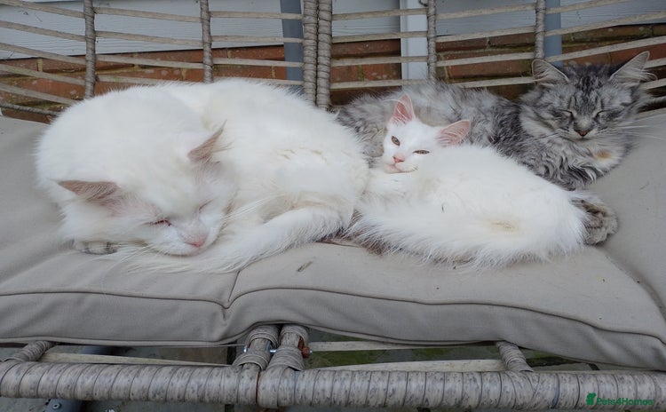 Maine Coon cats - Advert 13