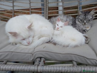 Maine Coon cats - Advert 19