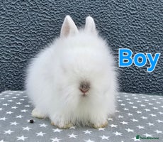 Lionhead rabbits - Advert 10