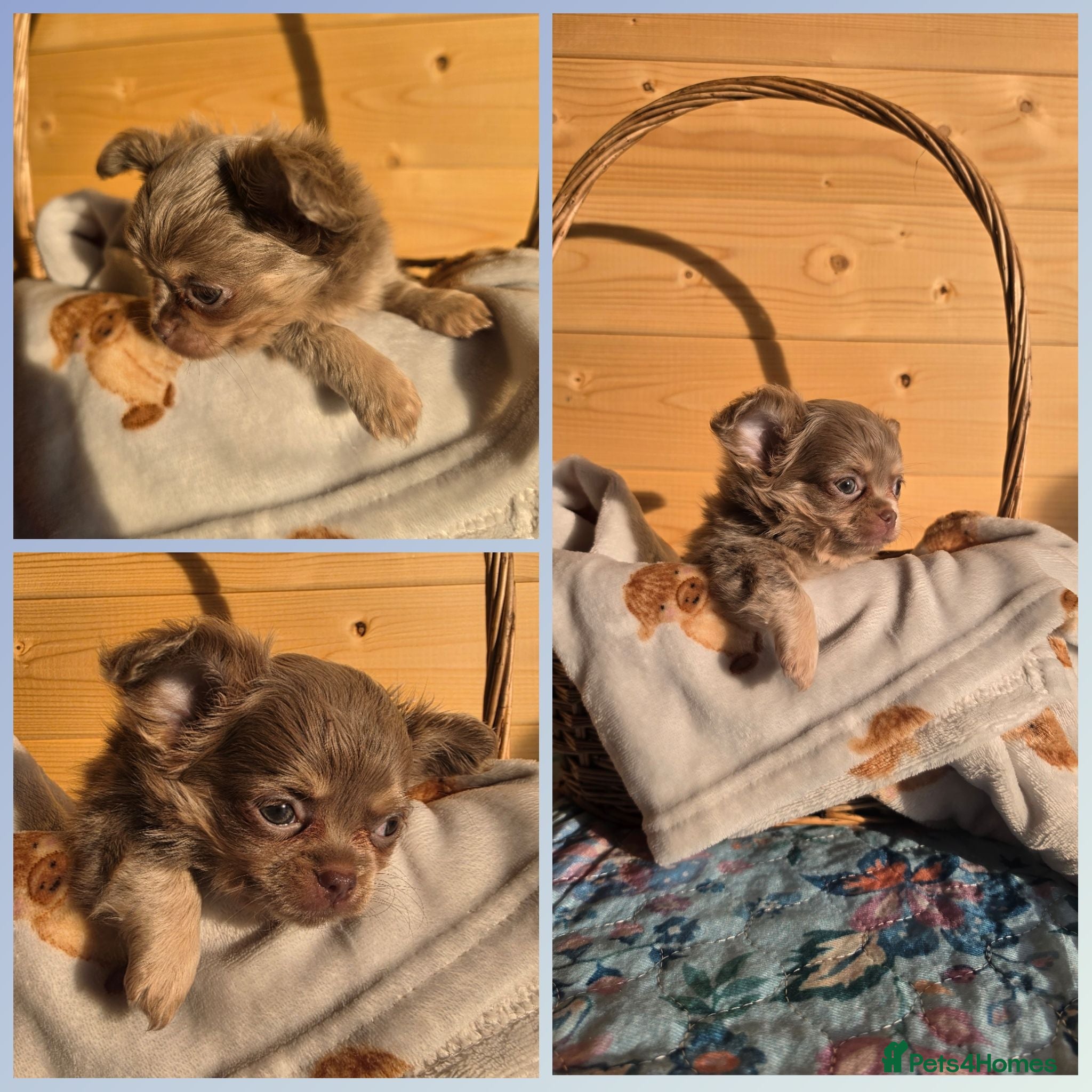 Chihuahua dogs Lilac and cream chihuahua puppys - Advert 1