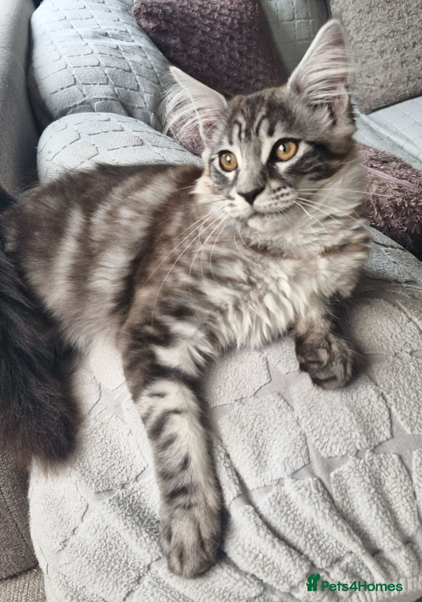 Maine Coon cats Adorable kitten looking for new home - Advert 9