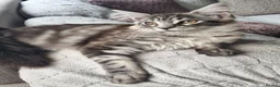 Maine Coon cats for sale: Adorable kitten looking for new home - Advert 1