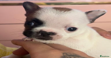 French Bulldog dogs - Advert 6