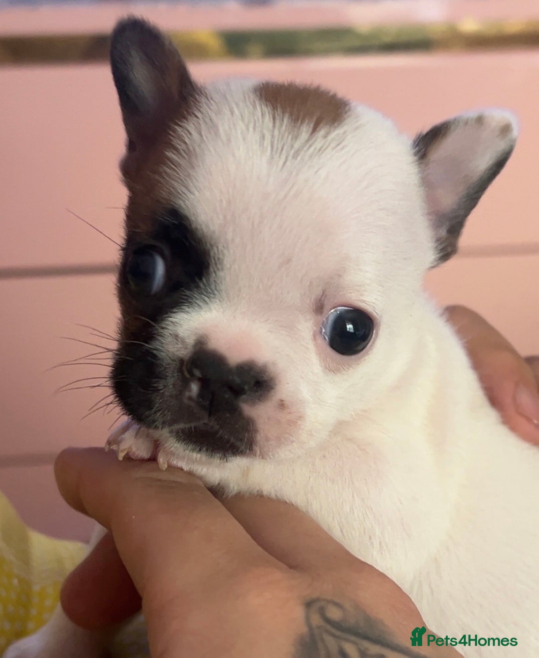 French Bulldog dogs for sale: Red pied female  - Image 3