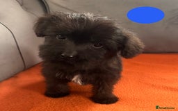 Mixed Breed dogs for sale: Beautiful F1 schnoodle puppy’s  - Image 6