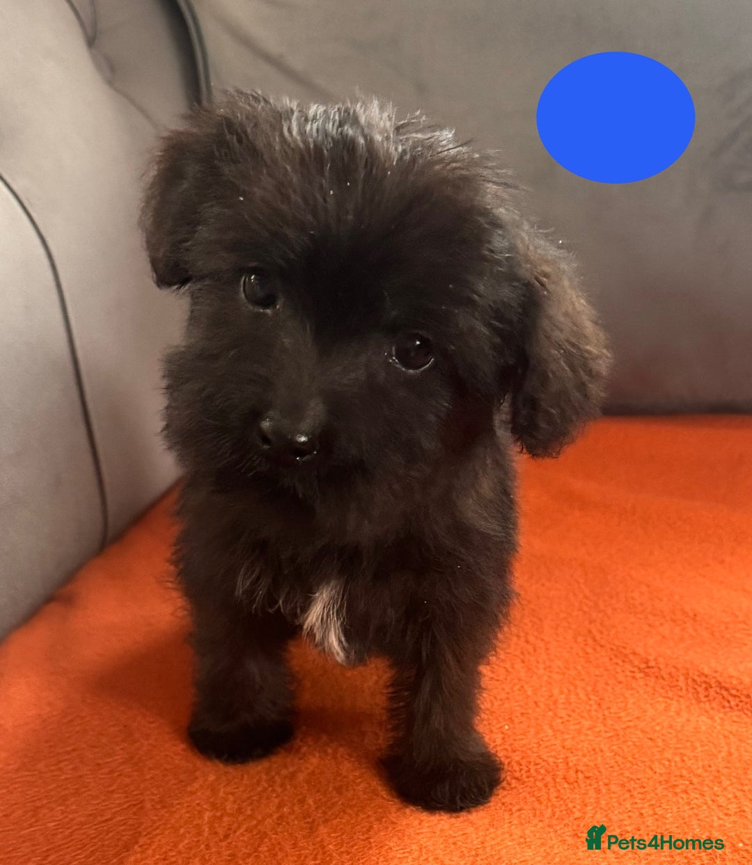 Mixed Breed dogs for sale: Beautiful F1 schnoodle puppy’s  - Image 6