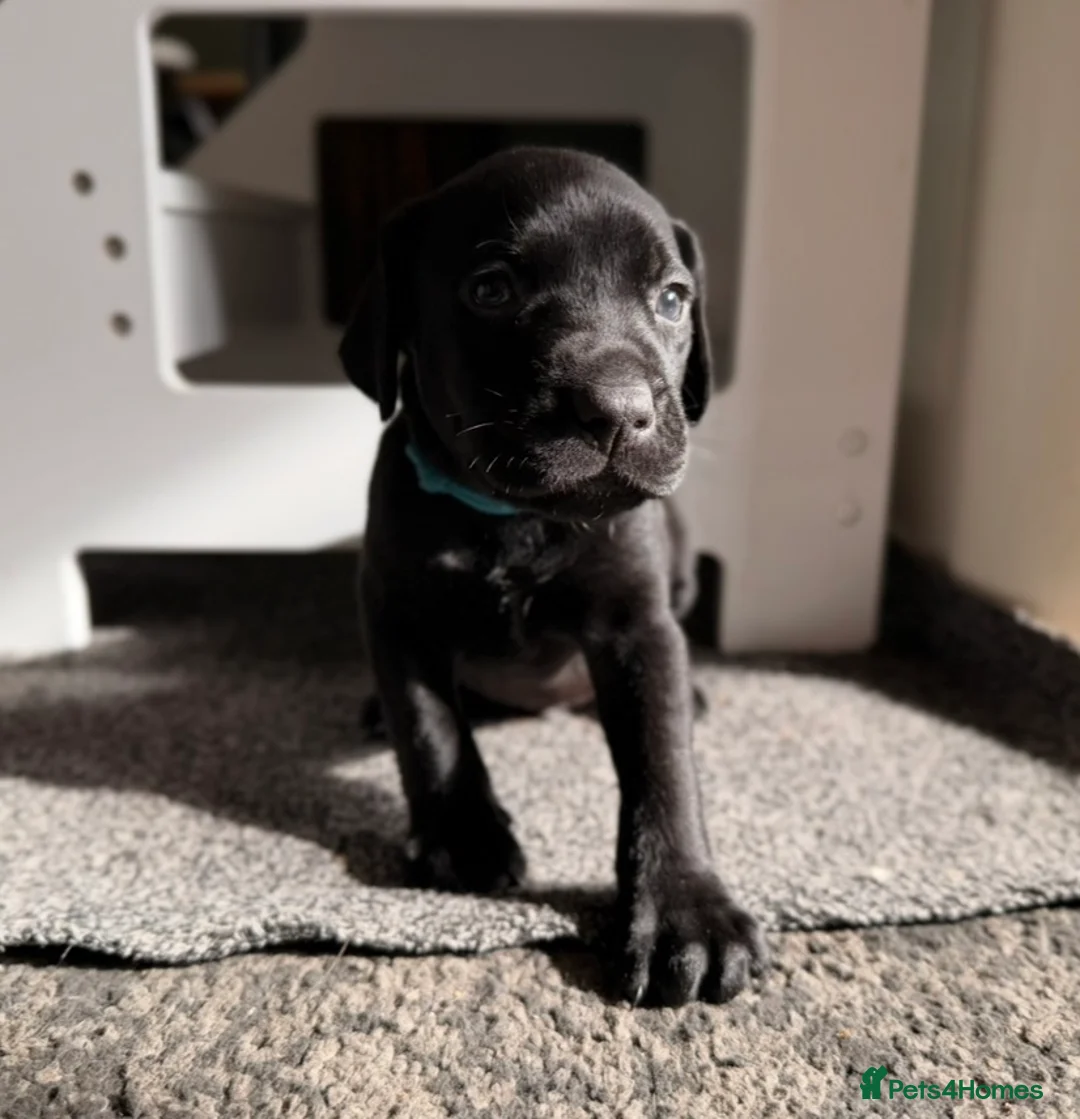 Mixed Breed dogs for sale: 1/4 Labrador 3/4 German Shorthaired Pointer Pups.  - Advert 27