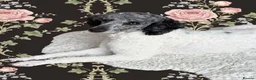 Miniature Poodle dogs for sale: 🌟 Rare Beautiful Blue Merle Parti Poodle Girl 🌟 - Advert 7
