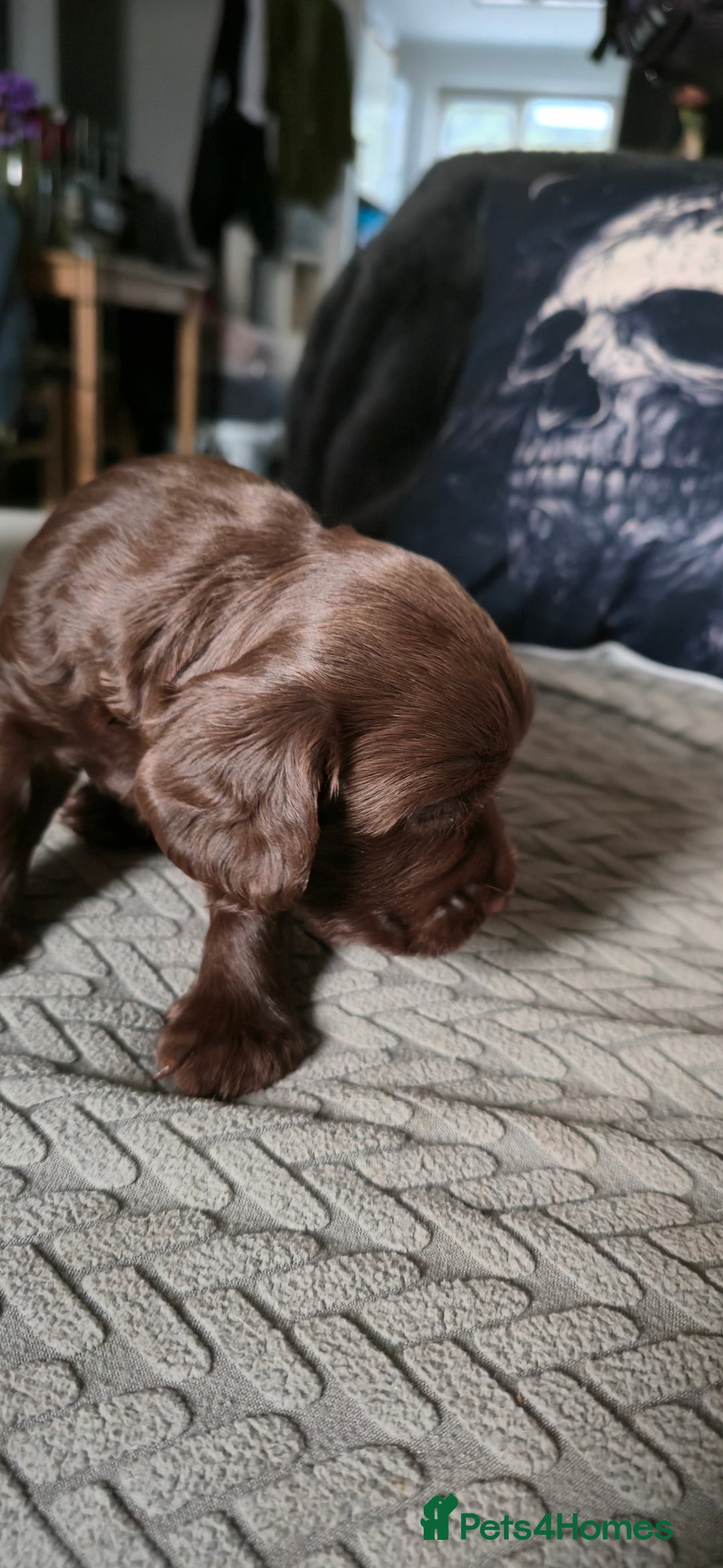 Cocker Spaniel dogs for sale: Working Cocker Pup - Image 2