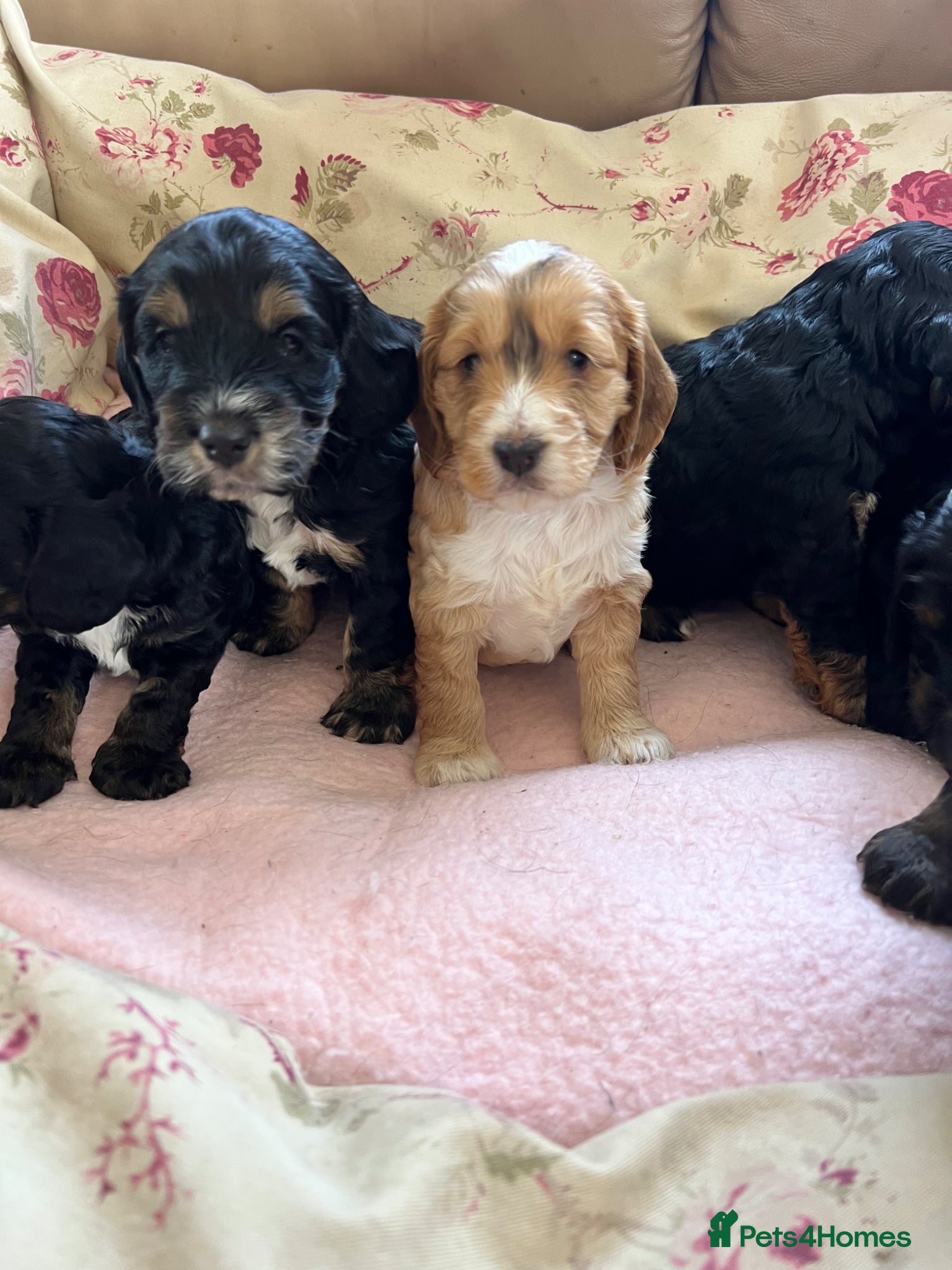 Cockapoo dogs for sale: F1 cockapoos  - Advert 4
