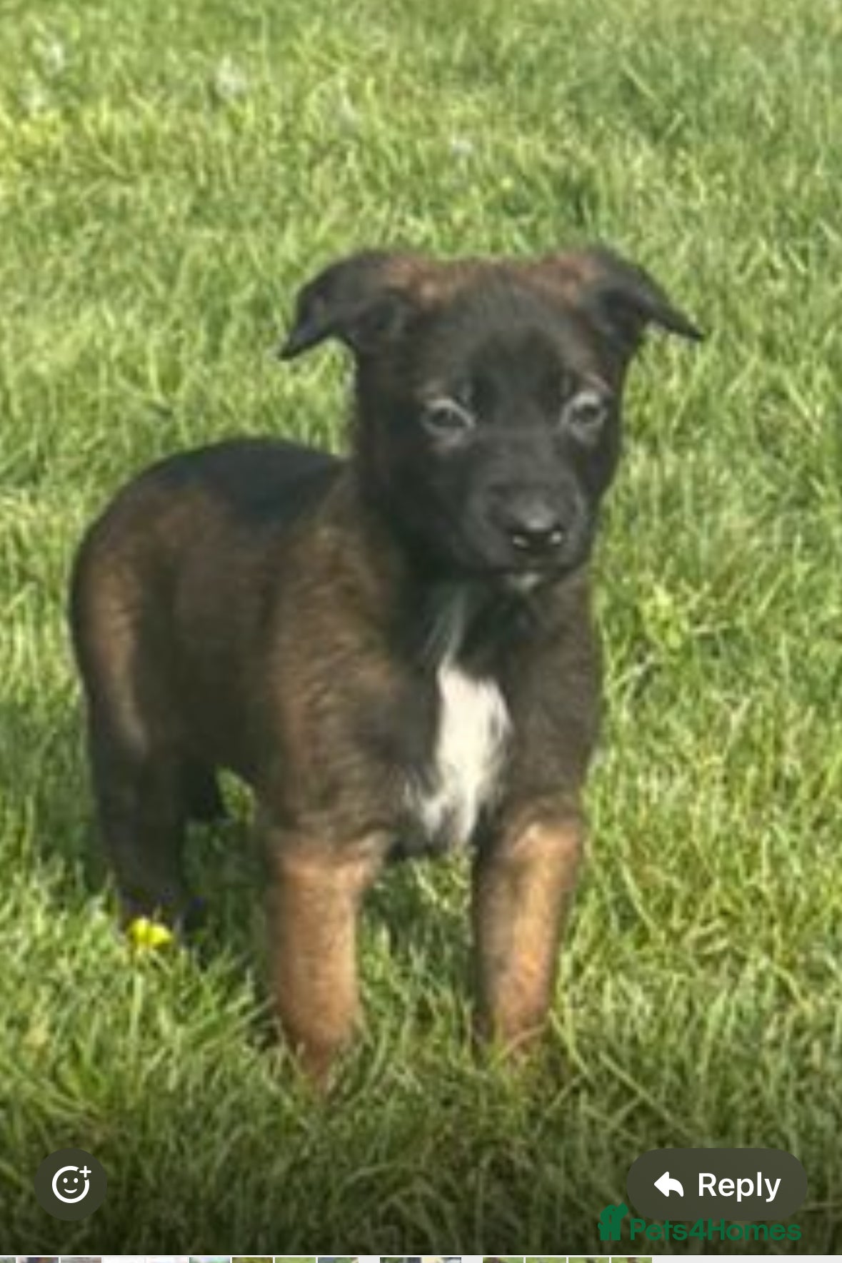Male black collar