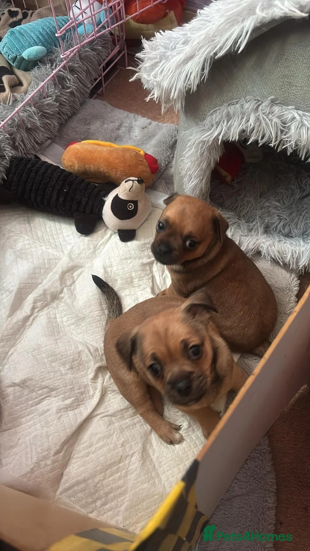 Mixed Breed dogs for sale: 2 Beautiful girls  - Advert 1