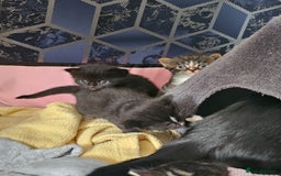 Mixed Breed cats for sale: Kittens - Image 8