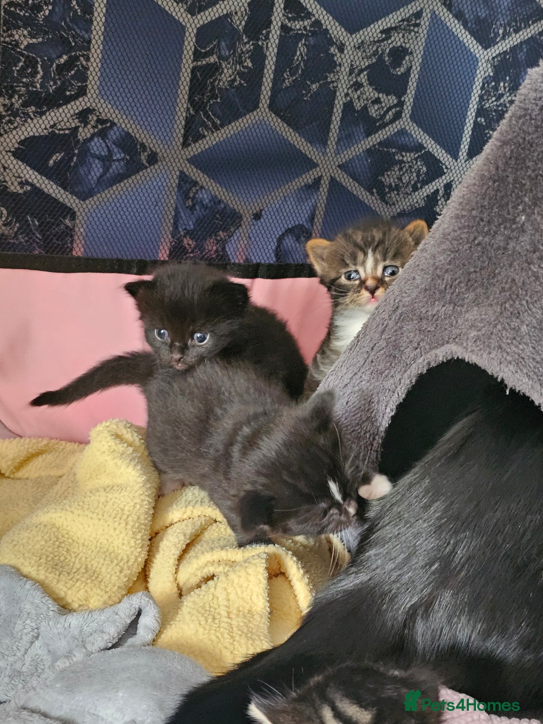 Mixed Breed cats for sale: Kittens - Image 8