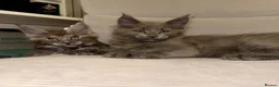Maine Coon cats for sale: Stunning Maine Coon Kittens TICA Registered - Advert 23