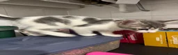 Norwegian Forest Cat cats for sale: 3 kittens - Advert 7