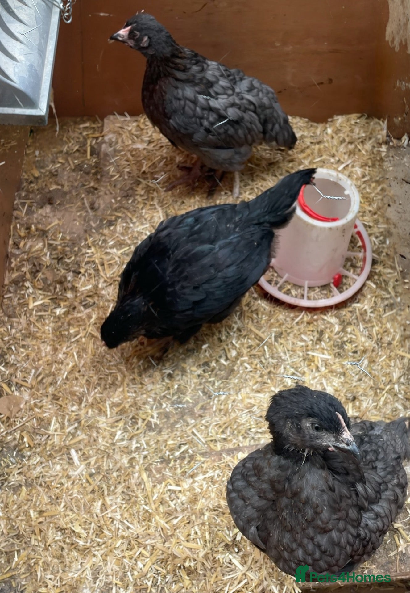Chickens poultry Chicks looking for homes  - Advert 2