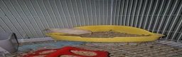 Quail poultry for sale: Chinese Painted Quails in Nelson - Advert 5