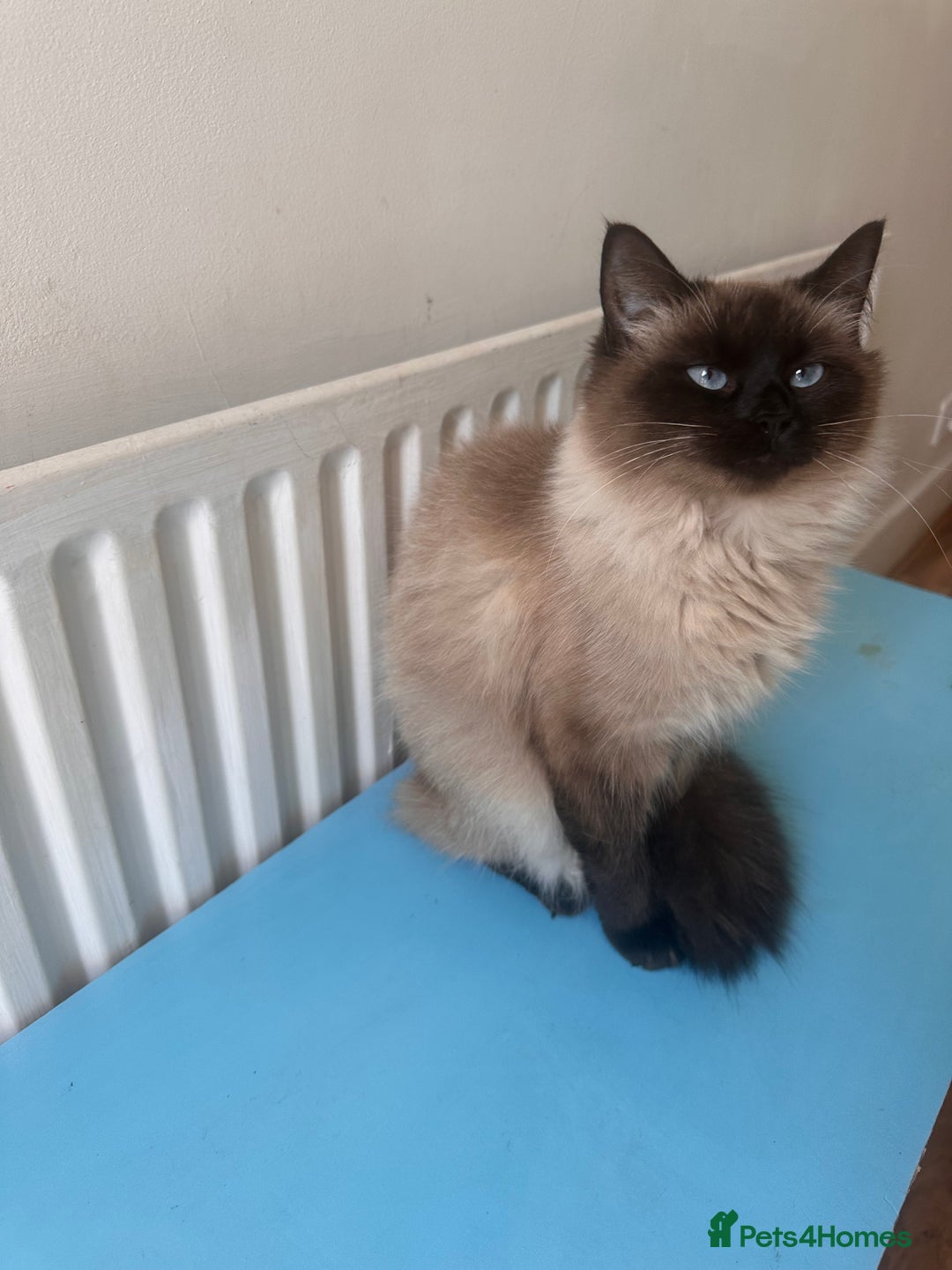 Ragdoll cats for sale: Pedigree Female Ragdoll - Advert 1