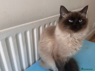 Ragdoll cats Pedigree Female Ragdoll - Advert 1