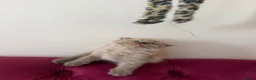 Scottish Fold cats for sale: Beautiful kittens🌹🤭 - Advert 14
