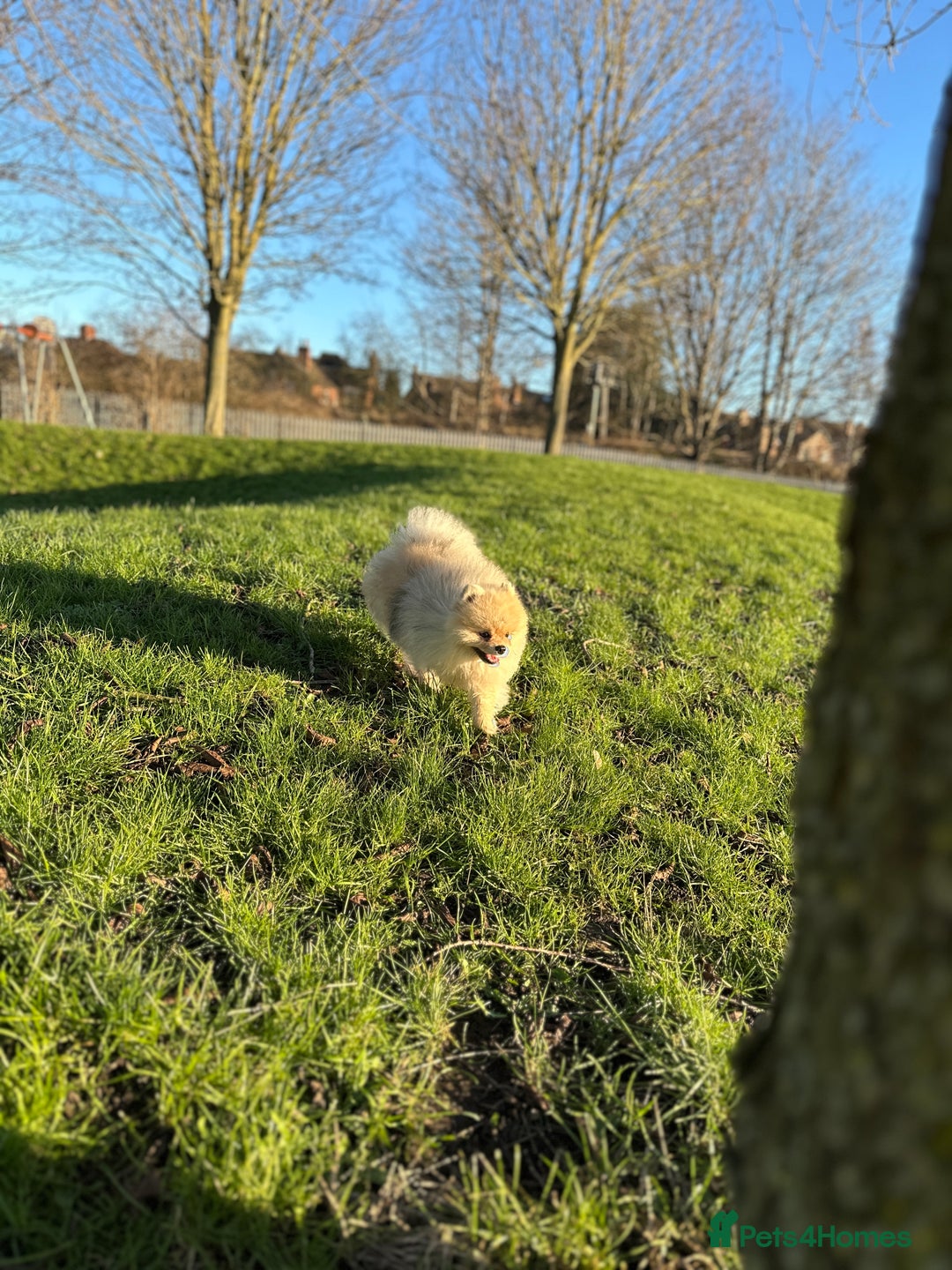 Pomeranian dogs for stud: 🌟✨ Elite Pomeranian Stud Available  ✨🌟 - Image 5
