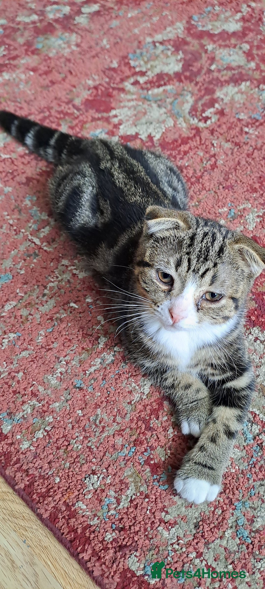 Scottish Fold cats for sale: Scottish fold/straight kittens  - Image 4