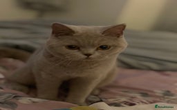 British Shorthair cats for sale: For adoption  - Image 4
