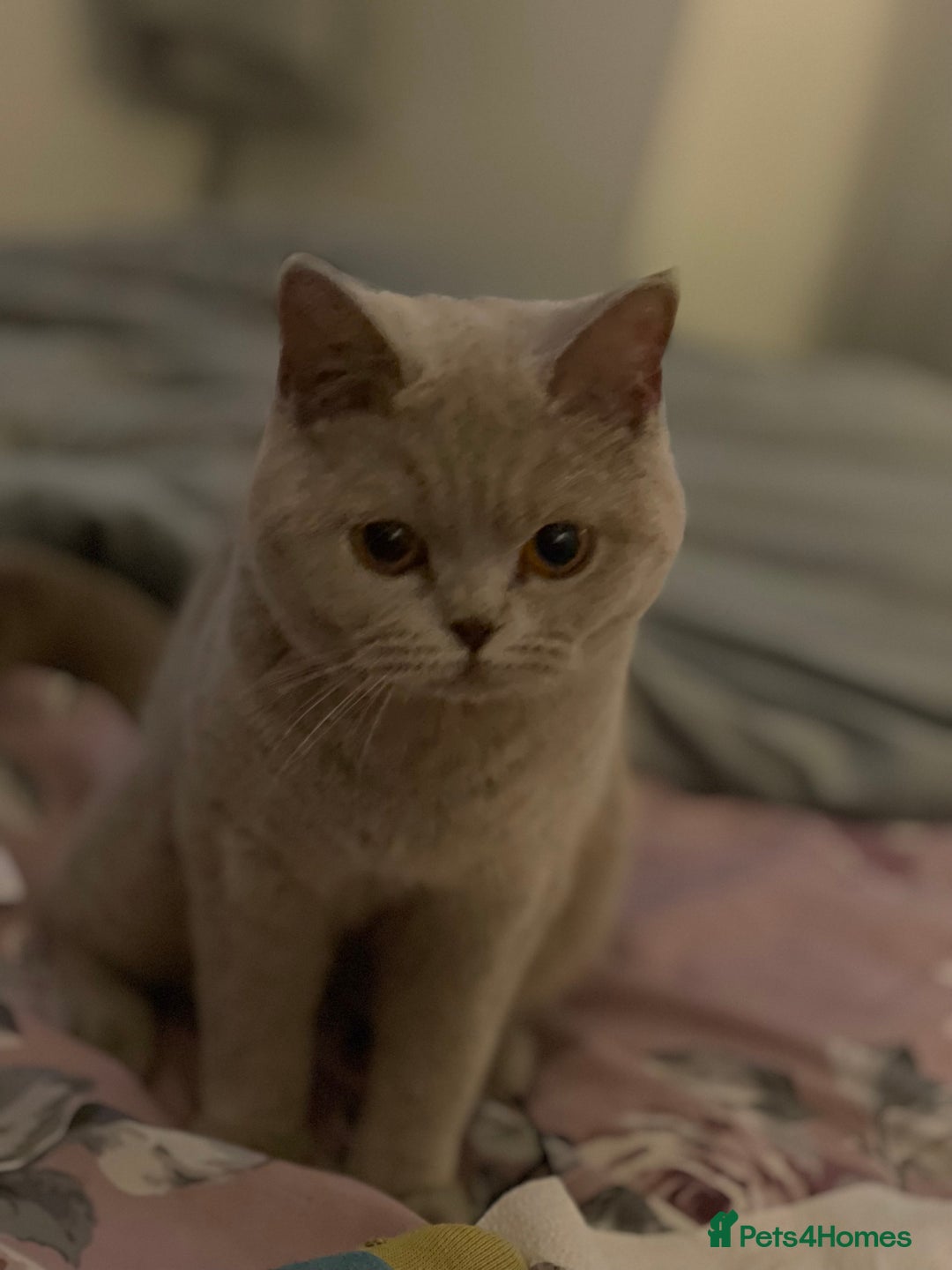 British Shorthair cats for sale: For adoption  - Image 4