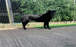 Mixed Breed dogs for adoption: Meet Magnus,currently residing in Cheshire  - Image 6