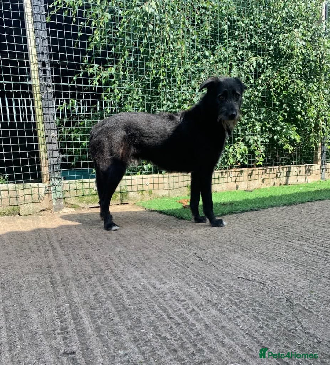 Mixed Breed dogs for adoption: Meet Magnus,currently residing in Cheshire  - Image 6