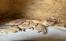 Labrador Retriever dogs for sale: KC Registered labradores ready to leave  - Image 6