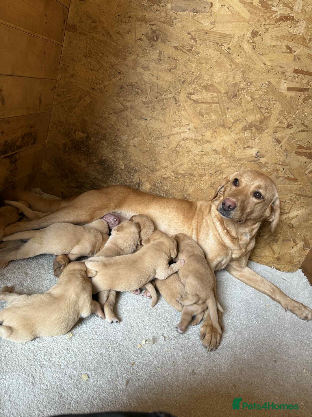 Labrador Retriever dogs for sale: KC Registered labradores ready to leave  - Image 6