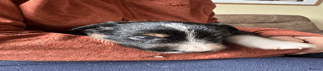 Border Collie Puppy 3
