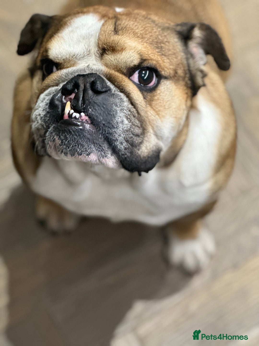 English Bulldog dogs for sale: English bulldog  - Advert 2