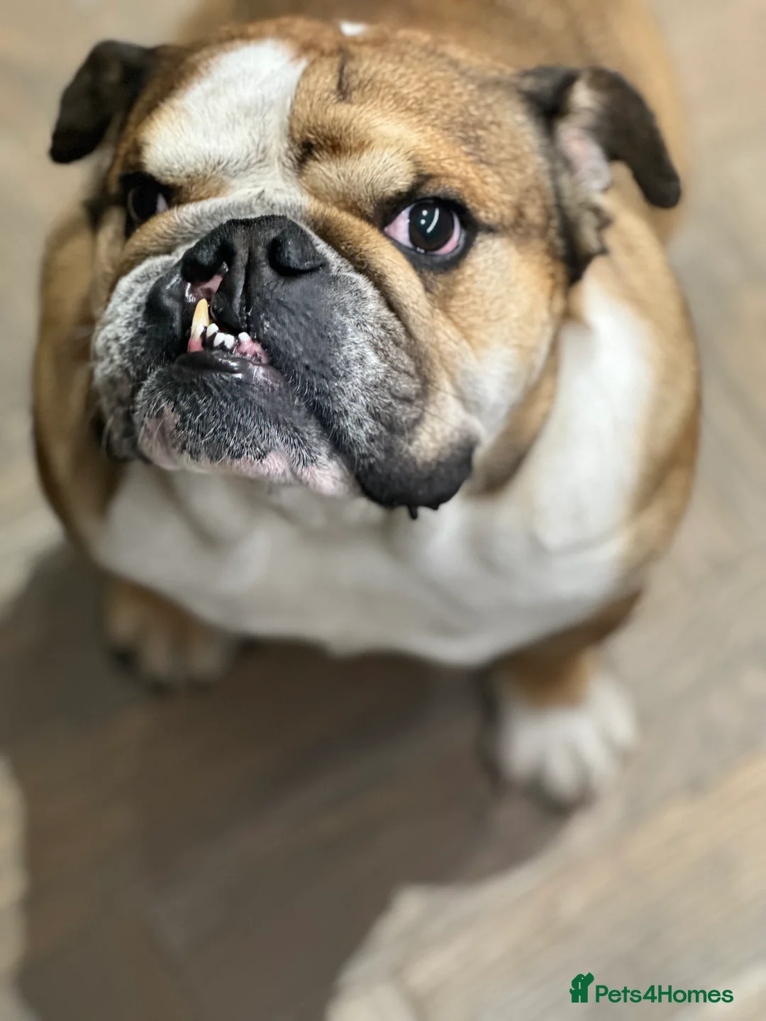 English Bulldog dogs for sale: English bulldog kc registered  - Advert 2