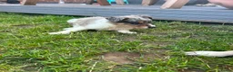 Border Collie dogs for sale: 6 blue merle border collies puppys  - Advert 20